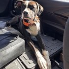 Found Dog in Oklahoma City, Oklahoma — !!update!! found dog no