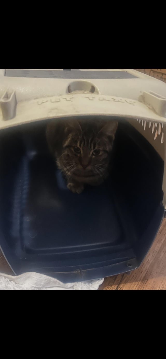 Found Cat in Mesa, Arizona — Help with stray cat/kitten