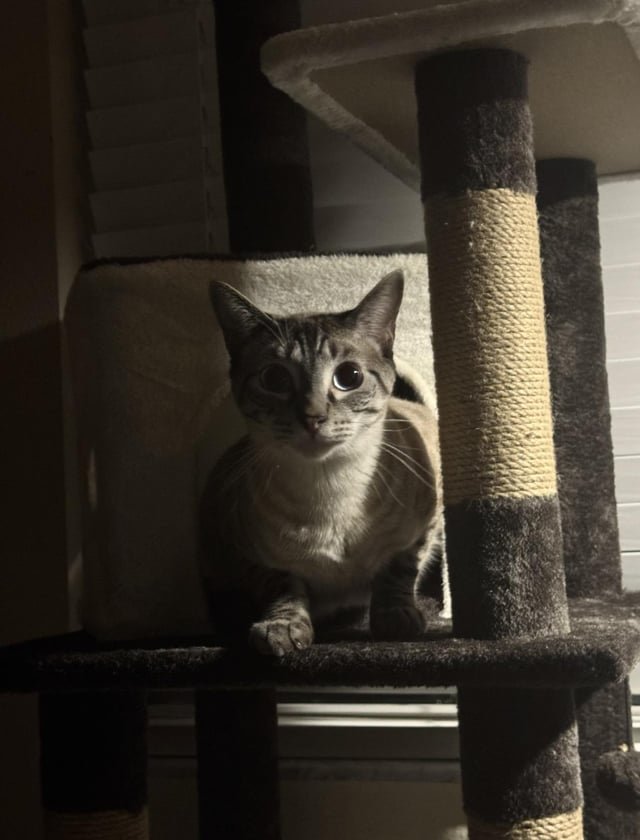 Lost Pet in Tampa, Florida — I lost my cat in Ybor, someone please help me find him