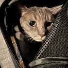 Lost Cat in San Jose, California — listing photo