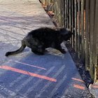 lost cat in Chicago, Illinois