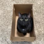 lost cat in Columbus, Ohio