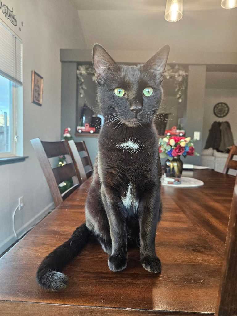 Lost Cat in Gardnerville — listing photo