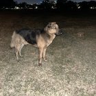 Lost Dog in Dallas, Texas — listing photo