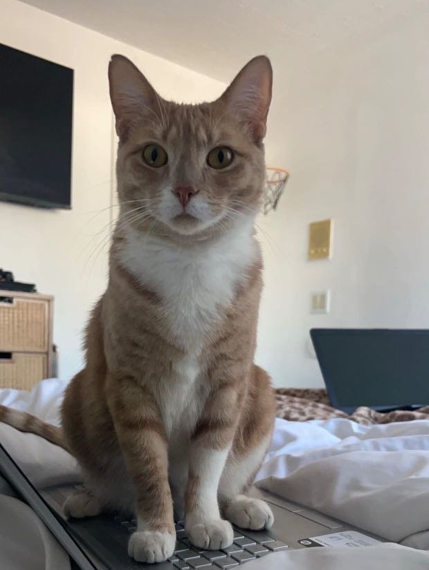 Lost Cat in Gilbert, Arizona — listing photo