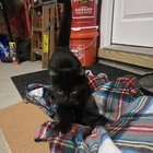 Found Dog in Indianapolis, Indiana — Black Cat Found needs new home!