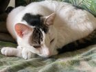 lost cat in Newark, New Jersey