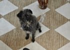 Lost Dog in Sacramento, California — listing photo