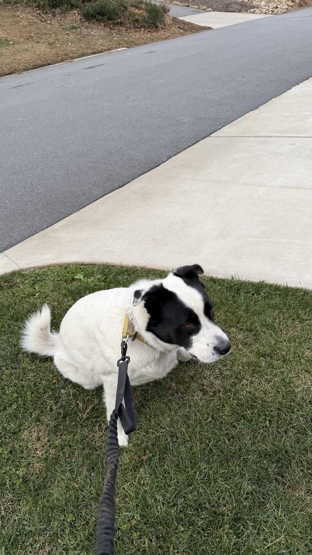 Found Dog in Asheville, North Carolina — listing photo
