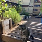 Lost Pet in Omaha, Nebraska — listing photo