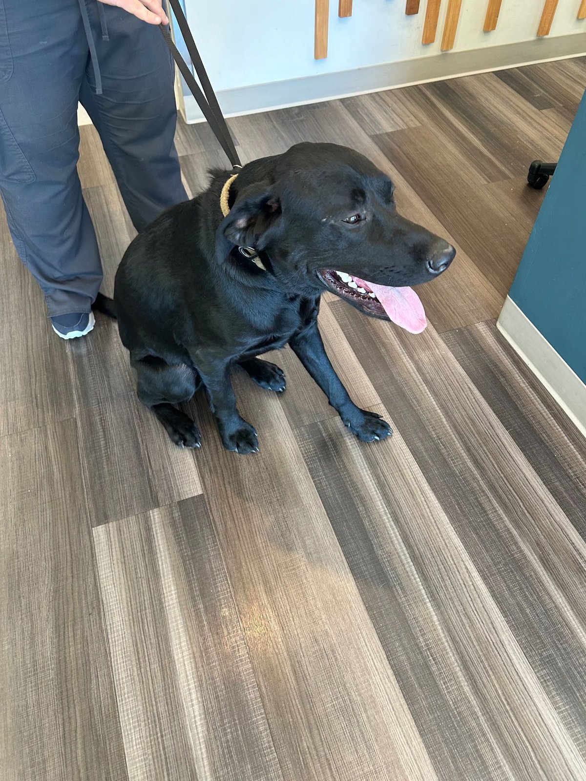 Found Dog in Cornelius — listing photo