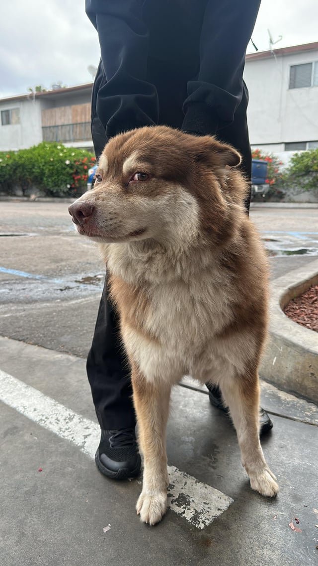 Lost Dog in Chula Vista, California — listing photo