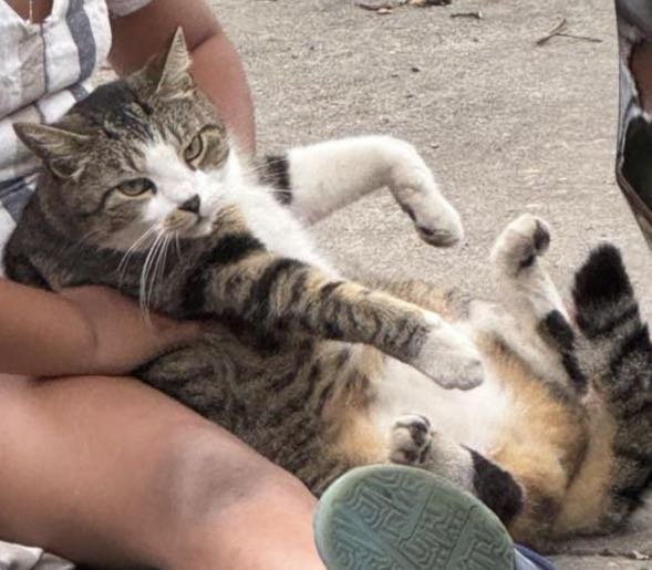 Lost Cat in Ocala, Florida — listing photo
