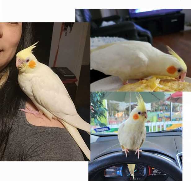 Lost Pet in San Antonio, Texas — listing photo