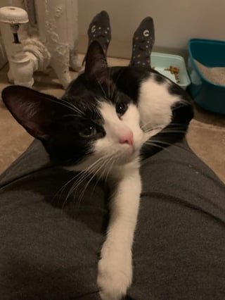 Found Cat in Chicago, Illinois — (URGENT) Found cat near N Damen and Berteau