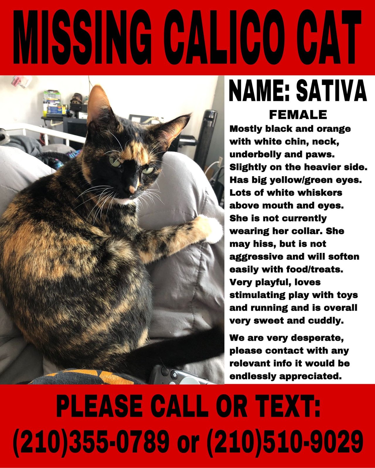 Lost Cat in La Grange — listing photo