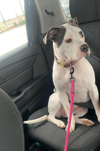 Lost Pet in St. Louis, Missouri — listing photo
