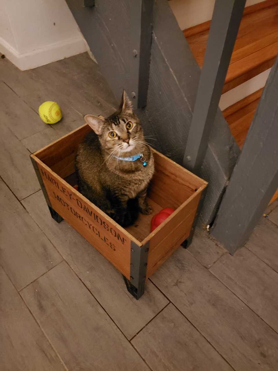 Lost Cat in Houston, Texas — listing photo