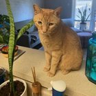 Lost Cat in Roy, Utah — listing photo