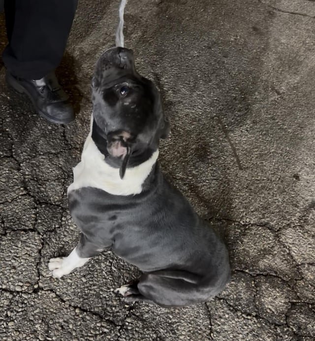 Found Pet in Cincinnati, Ohio — Lack of Resources for Found Dogs
