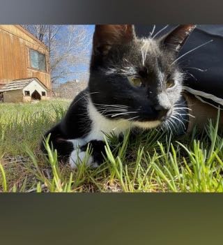 Lost Cat in Sun Valley — listing photo