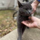 Lost Cat in Ann Arbor, Michigan — listing photo
