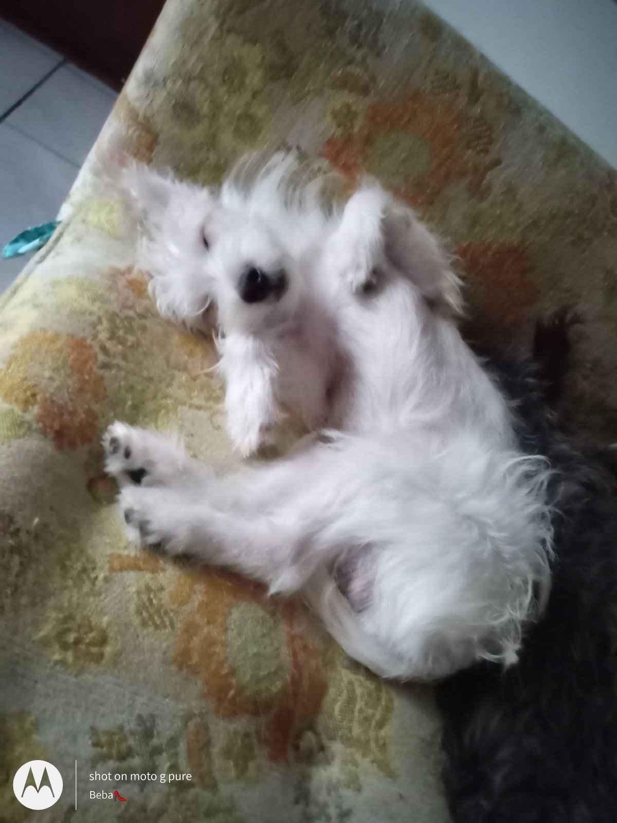 Lost Dog in Houston, Texas — listing photo