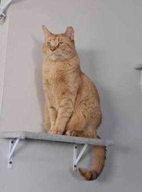 Lost Cat in Van Wert — listing photo
