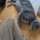 found cat in Sacramento, California