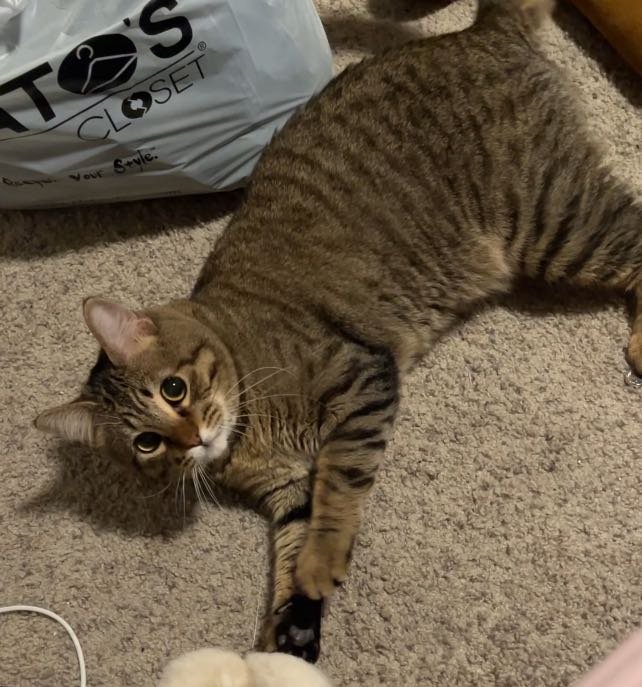 Lost Cat in Phoenix, Arizona — listing photo