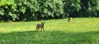 Lost Dog in Dayton, Ohio — listing photo
