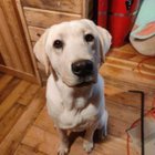 Found Dog in Spokane, Washington — My sister found this dog out past chattaroy on the back side of Mt Spokane. Anyone recognize…