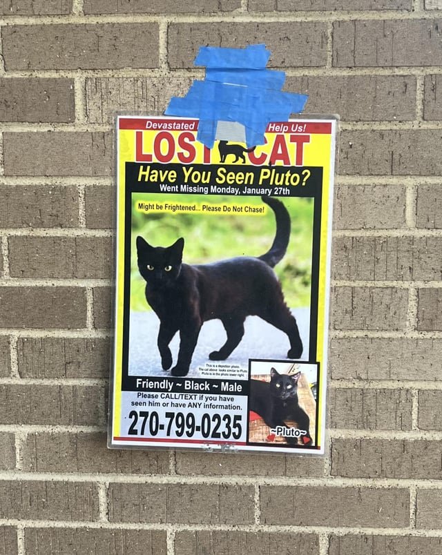Lost Cat in Nashville, Tennessee — listing photo
