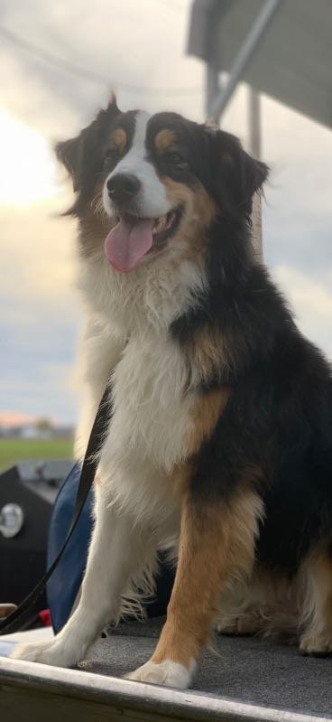 Lost Dog in Titusville, Florida — listing photo