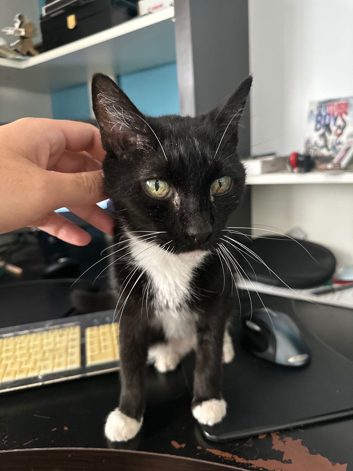 Lost Cat in Chandler, Arizona — listing photo