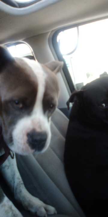 Lost Dog in Stockton, California — listing photo