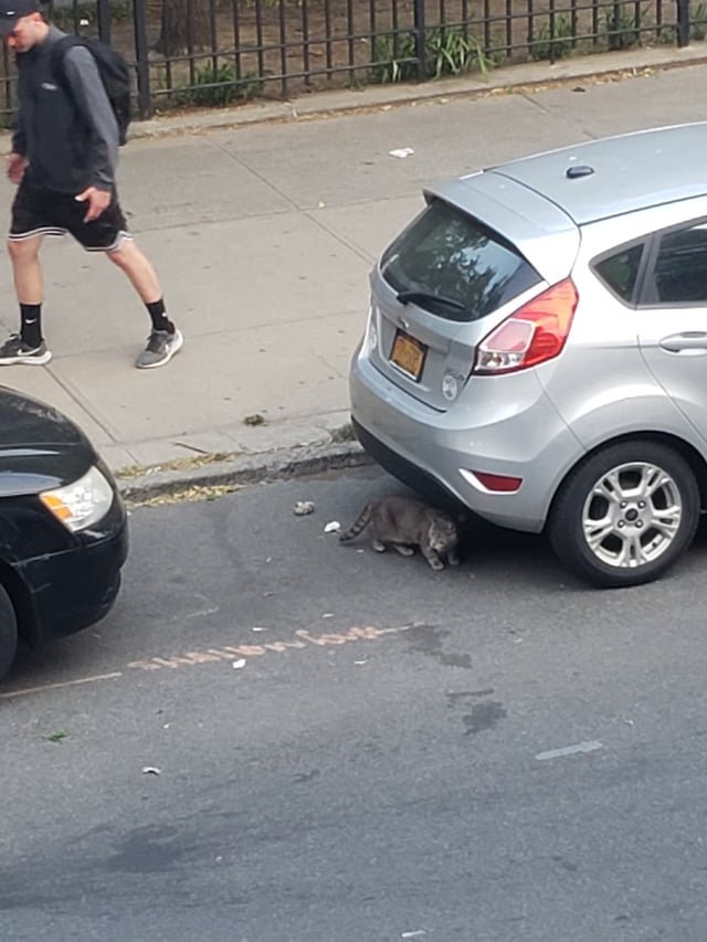 Lost Cat in New York, New York — Saw this scared looking cat on 38th st near seans place. Anyone missing this sweet baby?