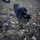 lost cat in Austin, Texas