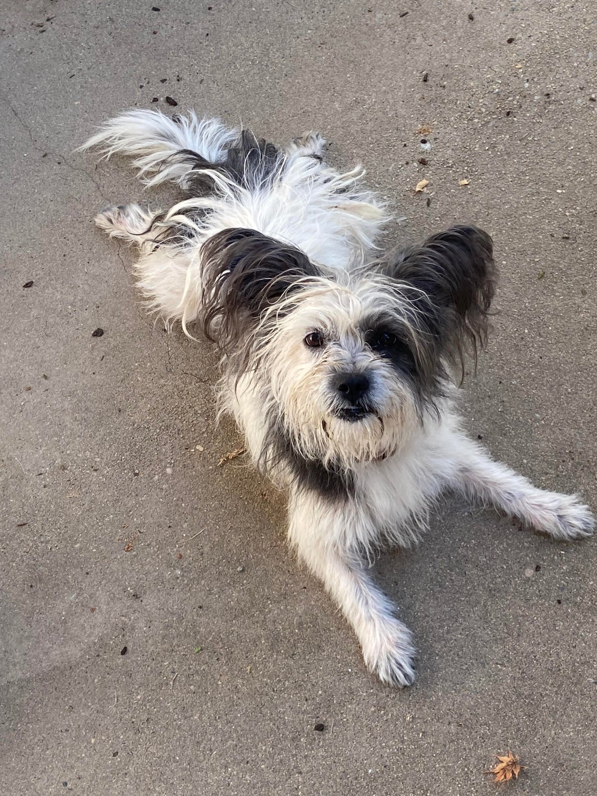 found pet in Fresno, California