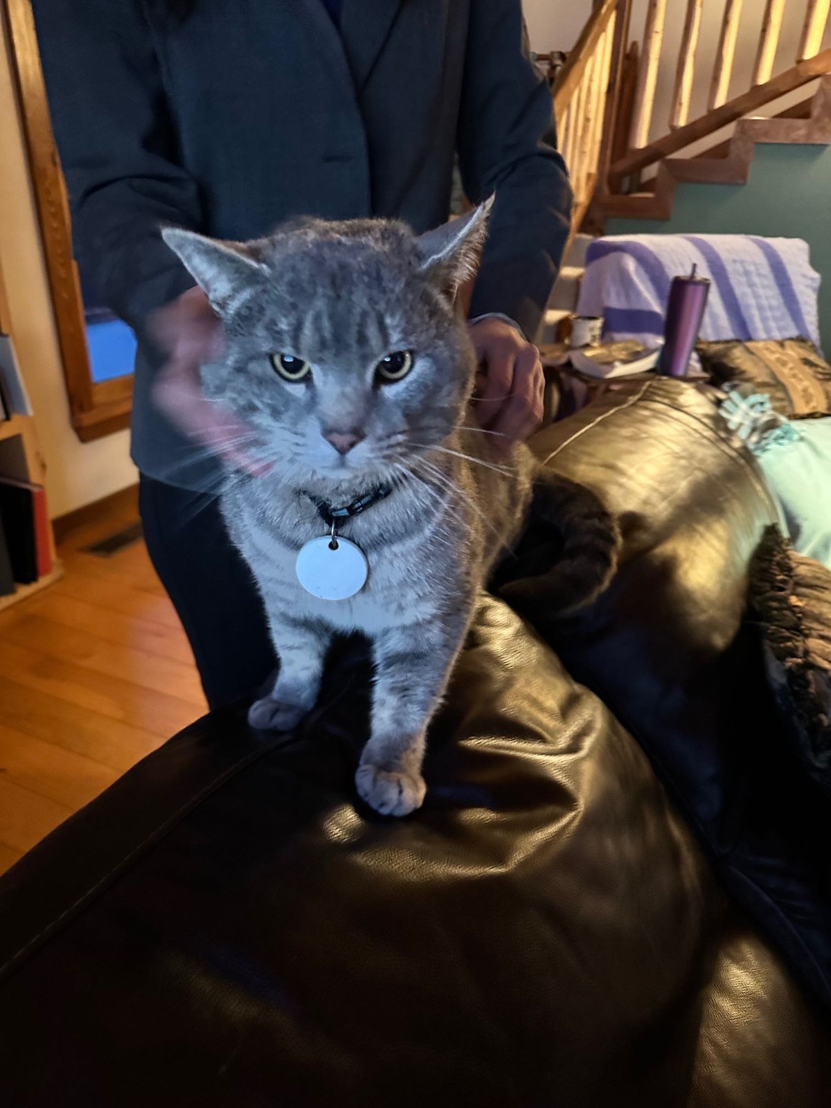 Found Cat in Blairsville — listing photo