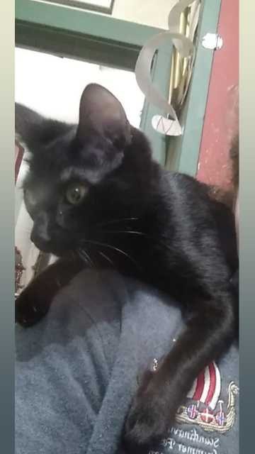 Lost Cat in Astoria — listing photo