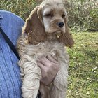 lost dog in K