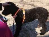 Lost Dog in Parrish — listing photo