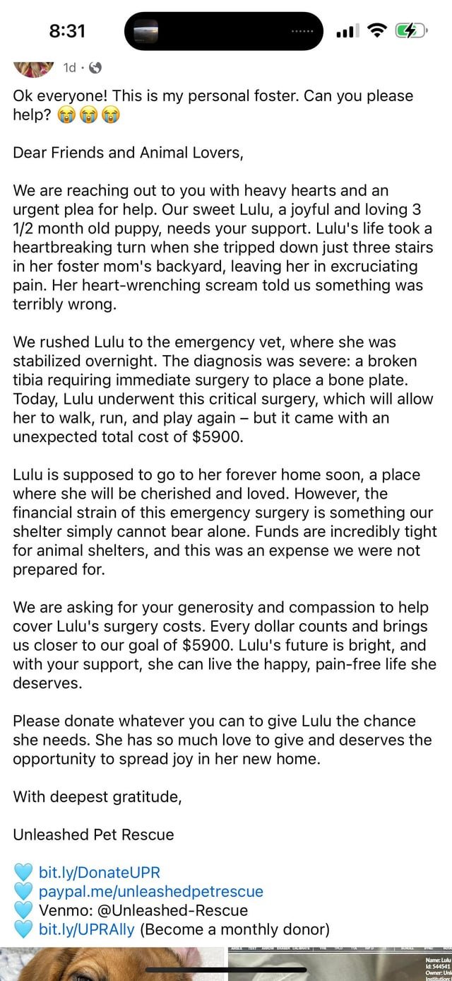 Lost Pet in Rescue — How is Unleashed still operating?