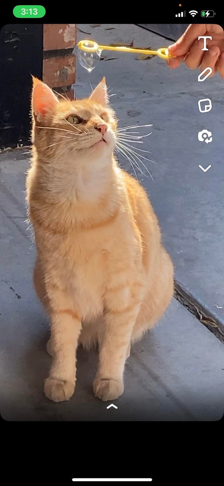 Lost Pet in Fresno, California — listing photo
