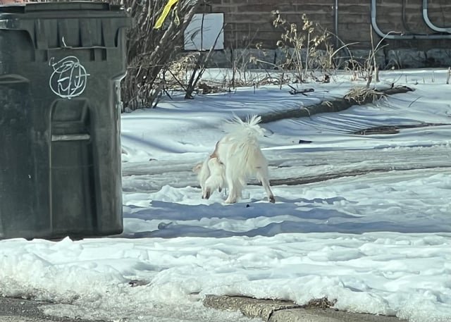lost dog in Louisville, Kentucky