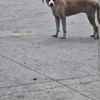 found dog in Nashville, Tennessee