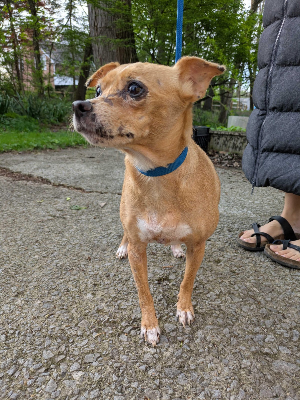 Pet alert in Pittsburgh, Pennsylvania — Local Rescue Dog Needs Your Help