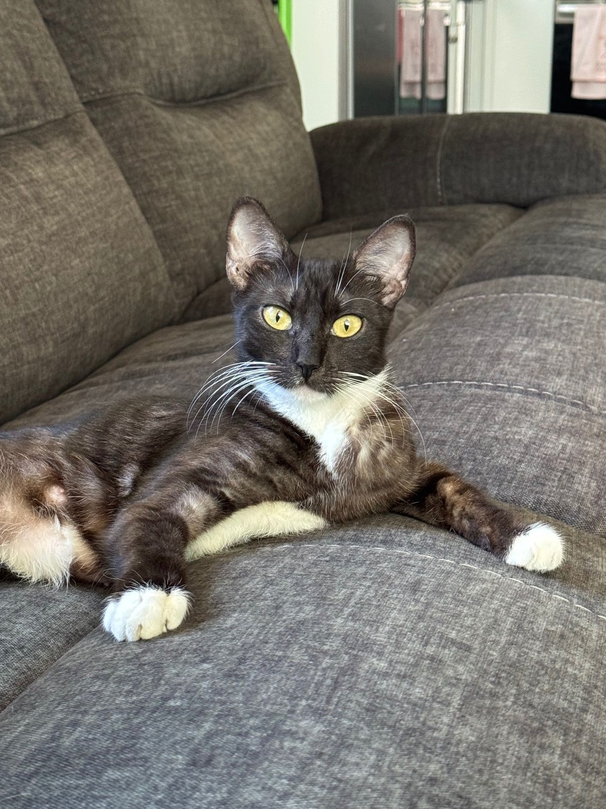 Found Cat in Los Angeles, California — listing photo