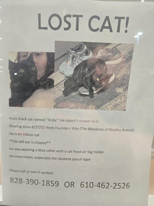 Lost Cat in Asheville, North Carolina — listing photo